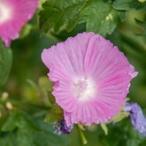 Party Girl Prairie Mallow